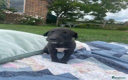 Whippet dogs for sale: The best puppies ever! - Image 3