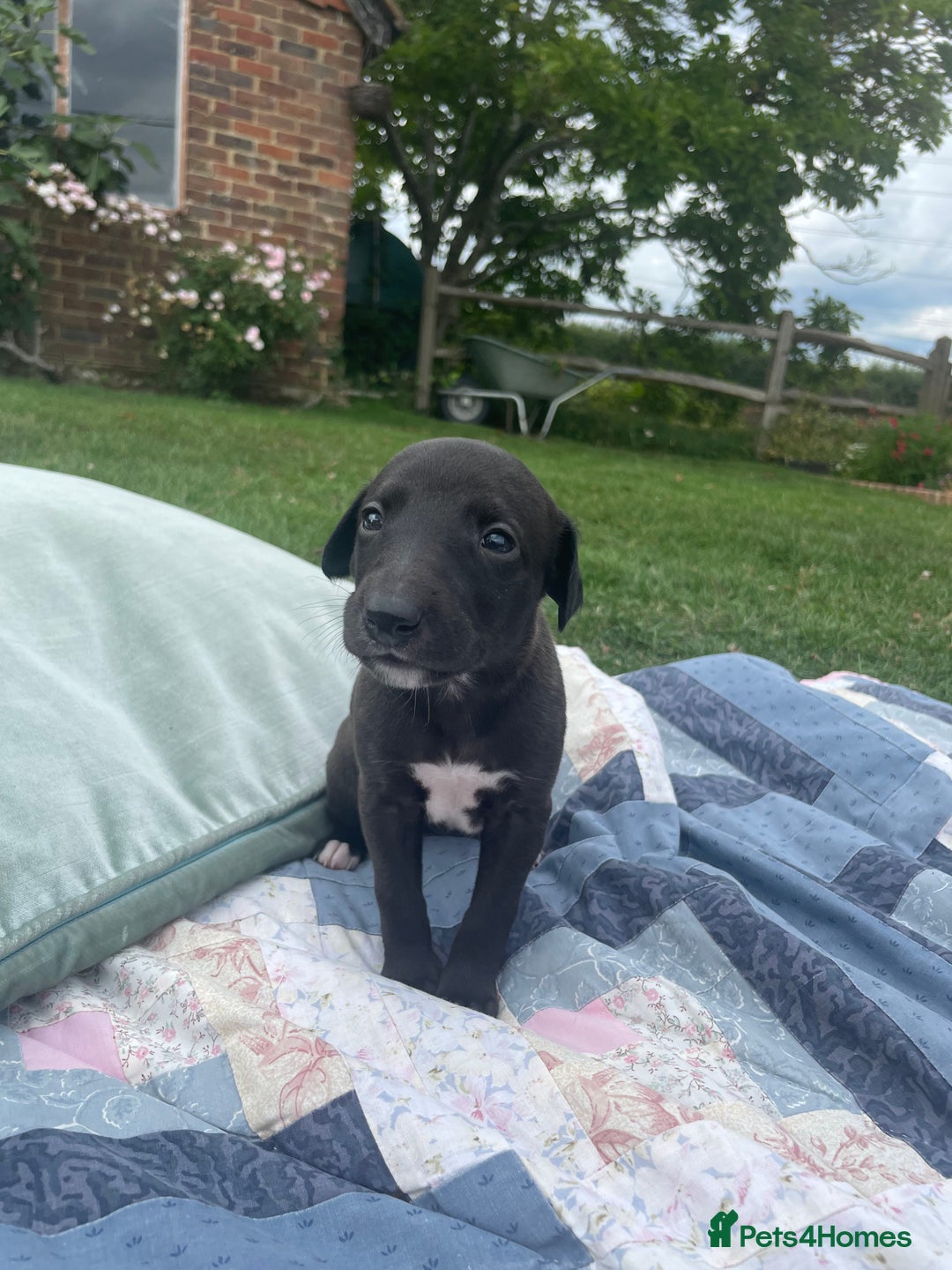 Whippet dogs for sale: The best puppies ever! - Image 3