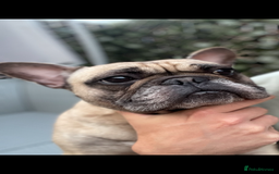 French Bulldog dogs for sale: Rocco - Image 4