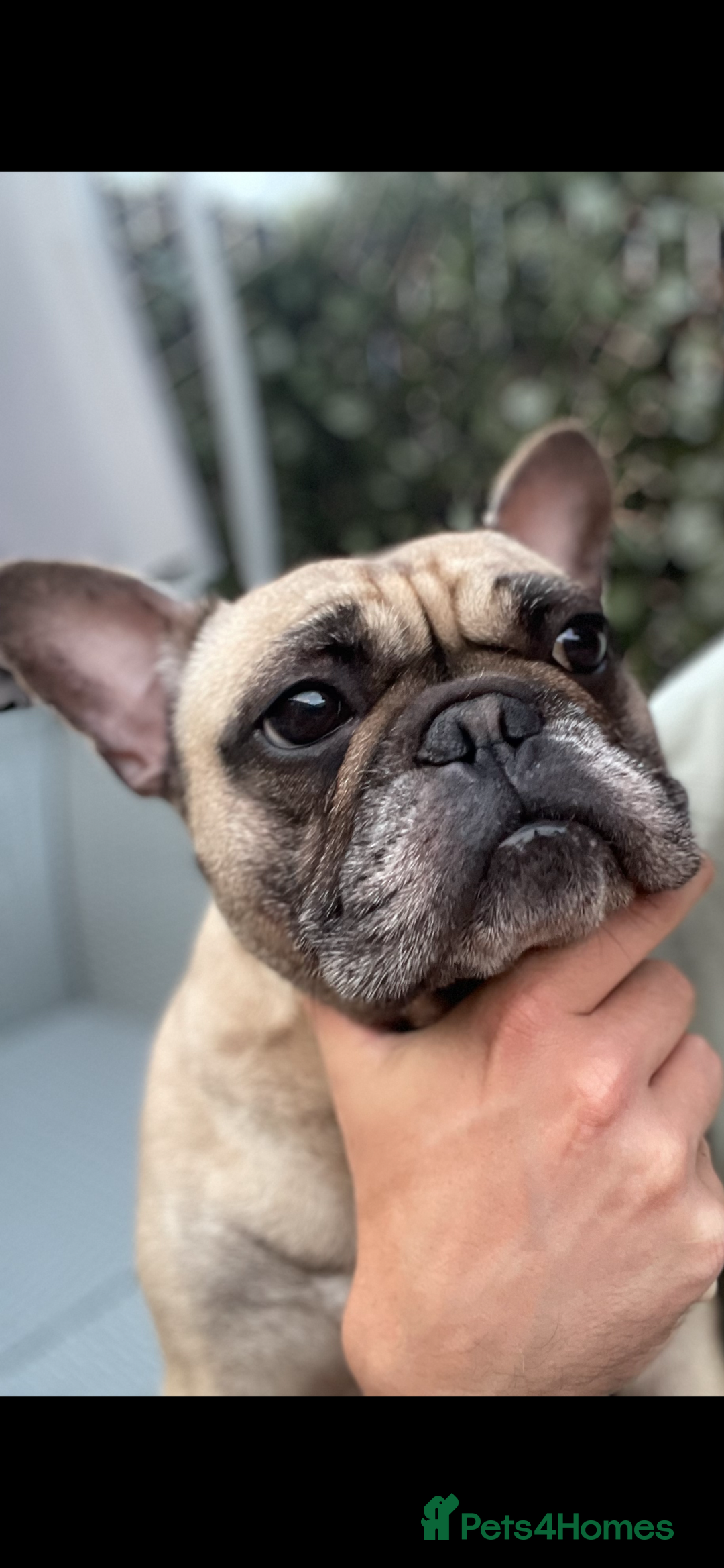 French Bulldog dogs for sale: Rocco - Image 4