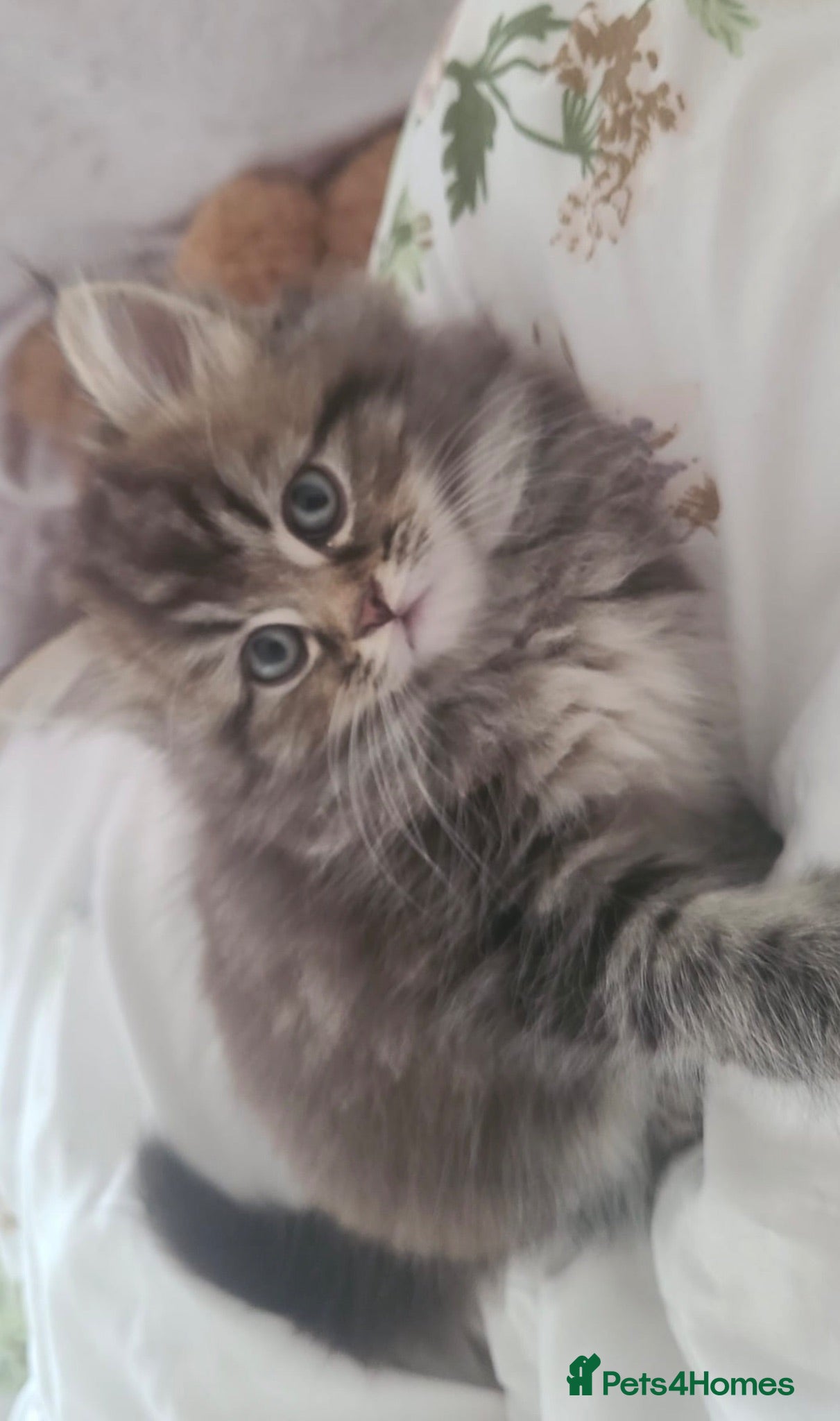 Perdoll cats Persian x ragdoll - Advert 1