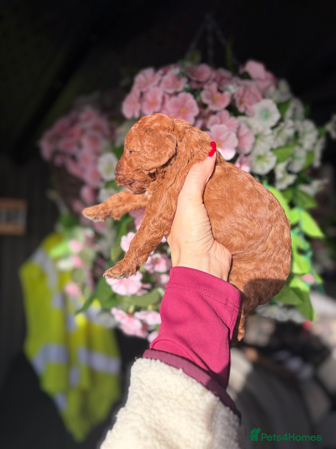 Cockapoo dogs for sale: 3 teddy bear F2 Cockapoo girls available  - Advert 6