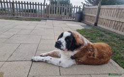 Saint Bernard dogs for sale: Beautiful 10 month old male saint bernard - Image 2