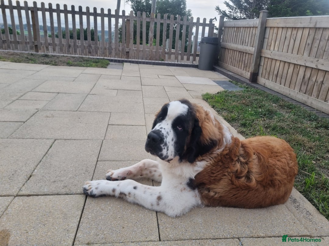 Saint Bernard dogs for sale: Beautiful 10 month old male saint bernard - Image 2