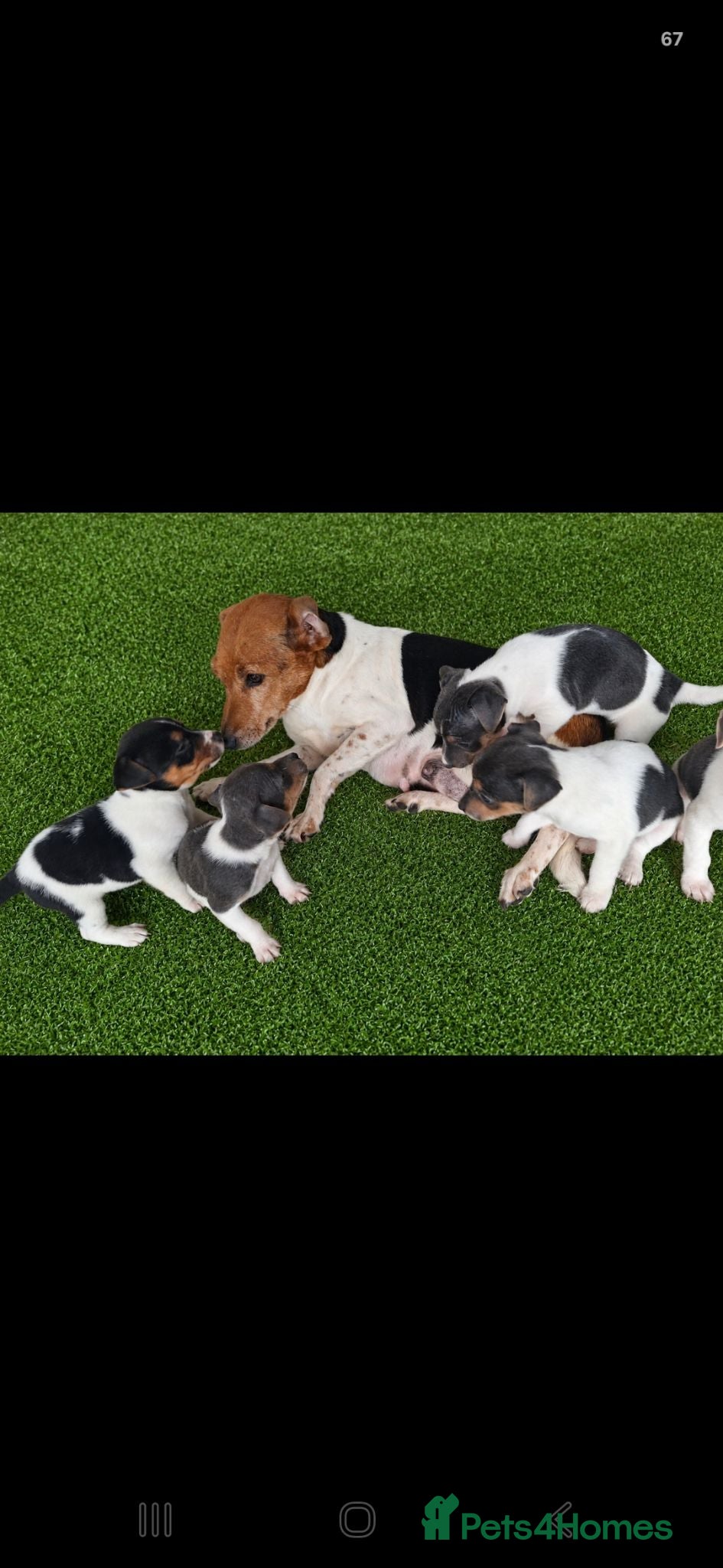 Jack Russell dogs Blue tri jack russell puppies - Advert 1