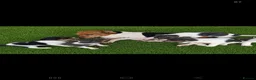 Jack Russell dogs for sale: Blue tri jack russell puppies - Advert 1