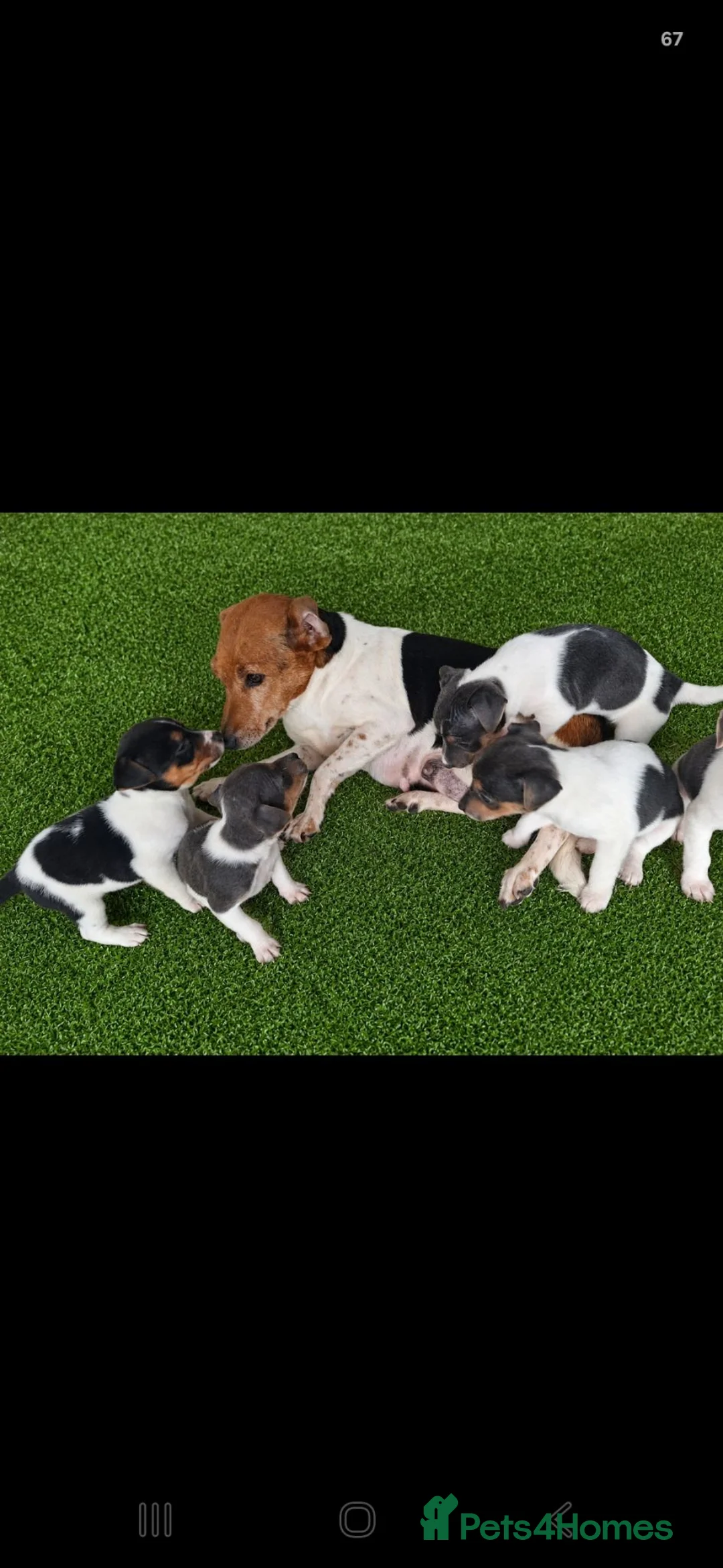 Jack Russell dogs for sale: Blue tri jack russell puppies - Advert 1