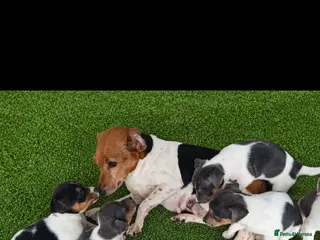 Jack Russell dogs Blue tri jack russell puppies - Advert 1