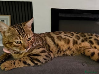 Bengal cats - Advert 25