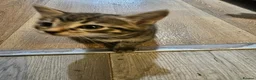 Mixed Breed cats for sale: Russian Blue x Long Hair Tabby in Horley - Advert 11
