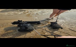 Scottish Terrier dogs for sale: Scottish terrier Puppies  - Advert 6