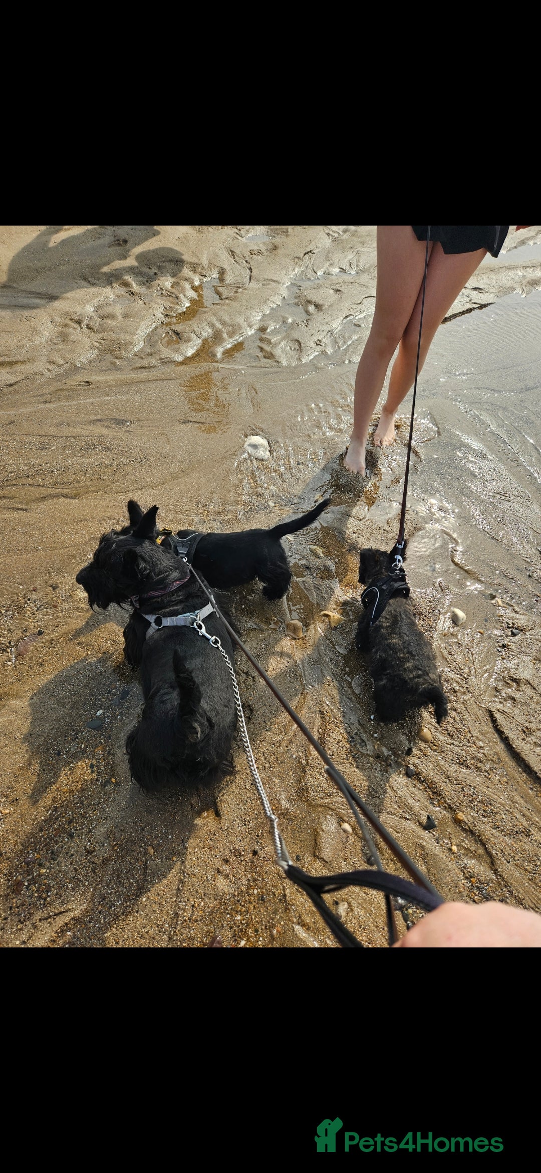 Scottish Terrier dogs for sale: Scottish terrier Puppies  - Advert 6