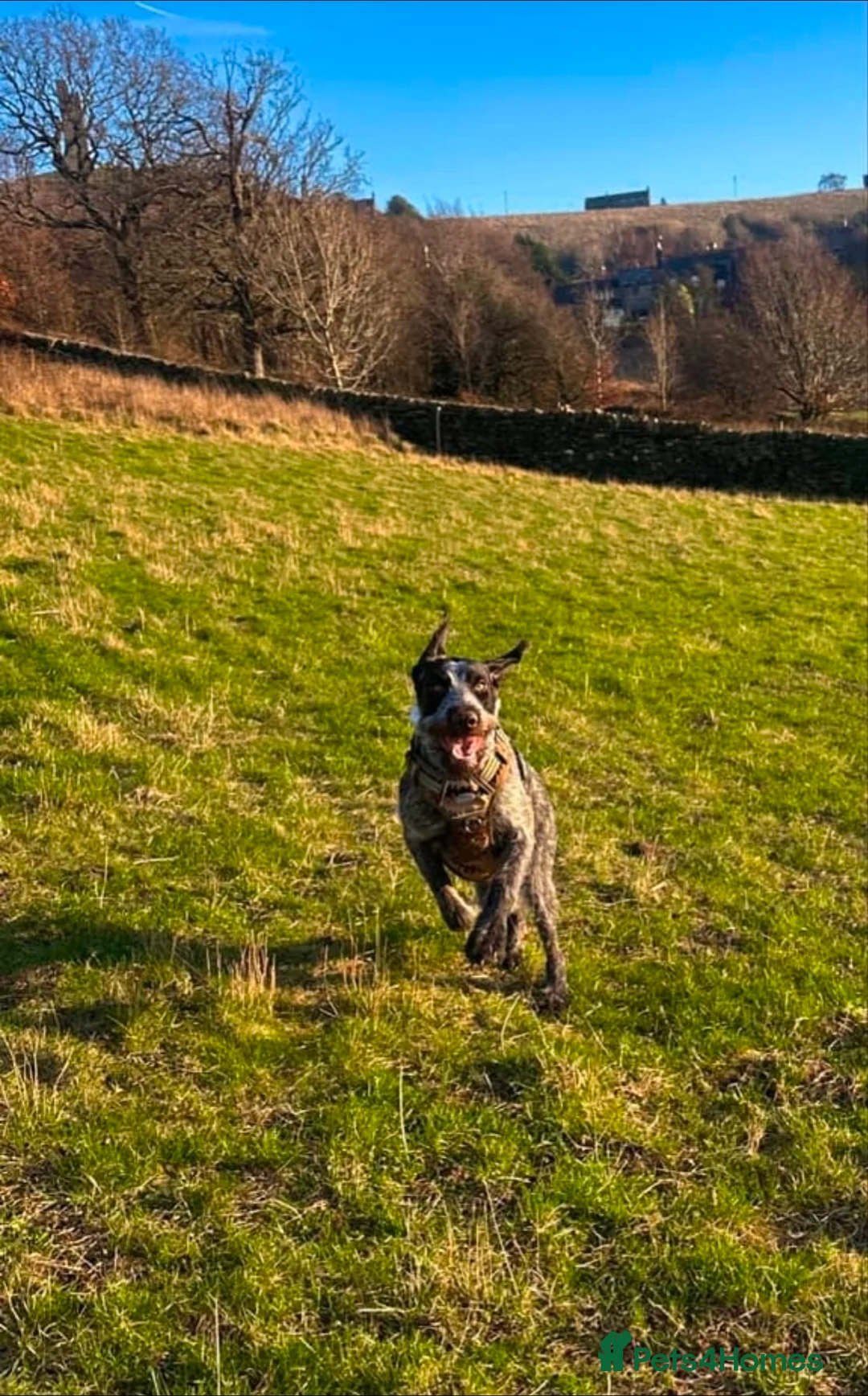 German Wirehaired Pointer dogs for sale: Loving Active Home Needed For GWP in Huddersfield - Advert 1