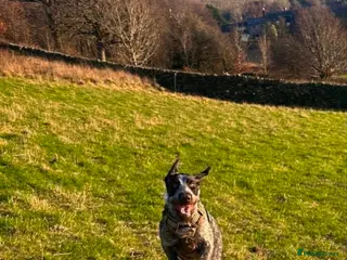 German Wirehaired Pointer dogs Loving Active Home Needed For GWP in Huddersfield - Advert 1