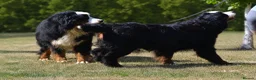 Bernese Mountain Dog dogs for sale: KC REGISTERED BERNEESE PUPPIES  - Advert 33