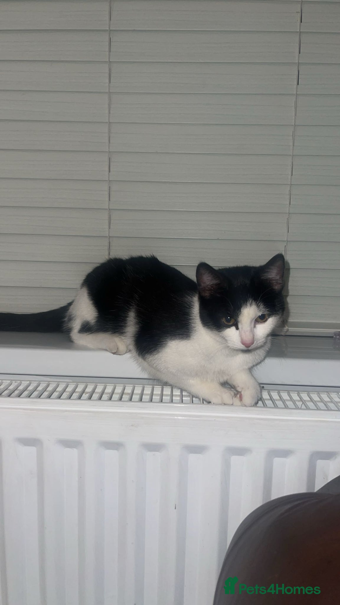 Domestic Shorthair cats REHOMING - Advert 12