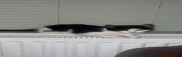 Domestic Shorthair cats for sale: REHOMING in Bolton - Advert 1