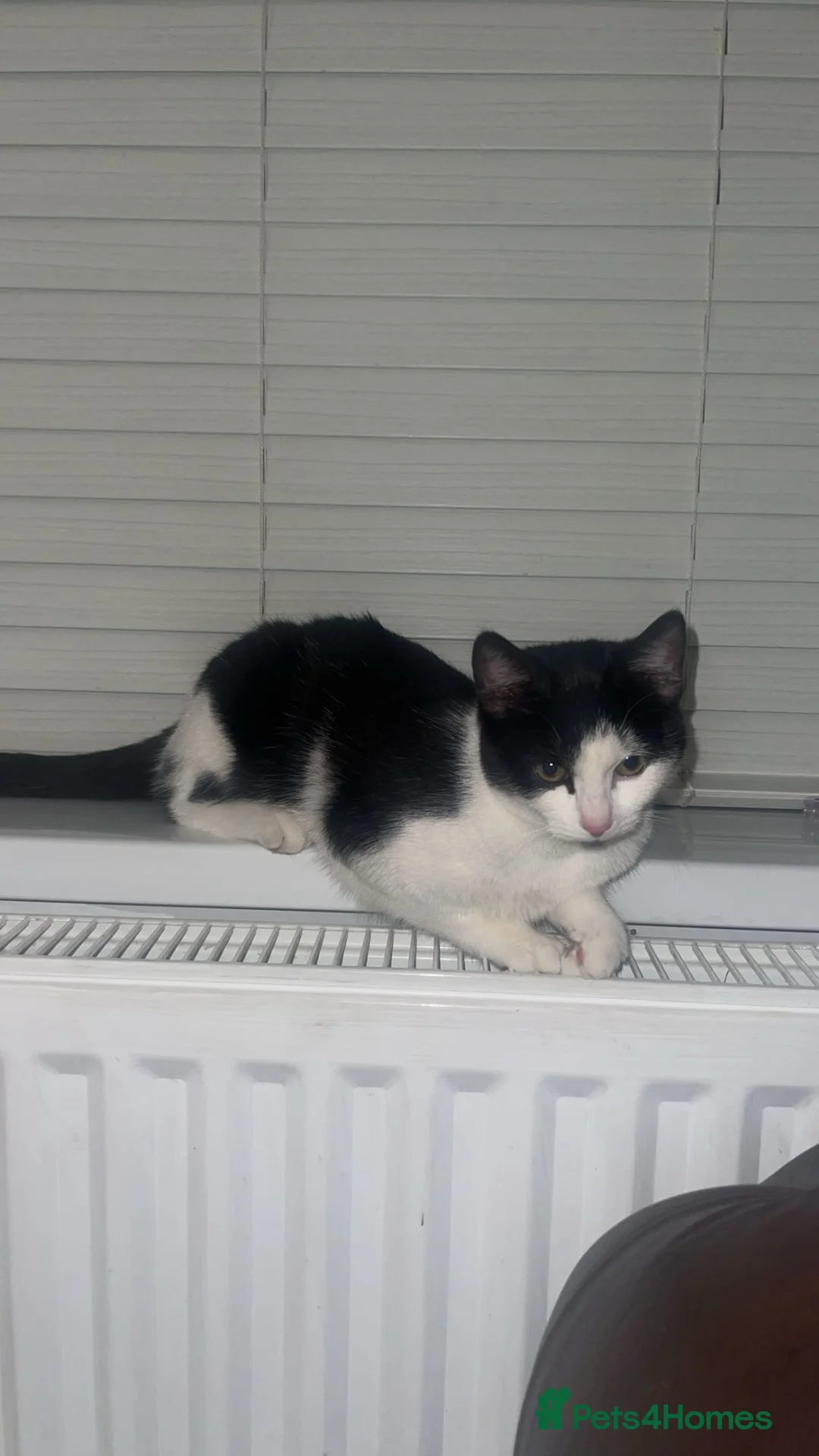 Domestic Shorthair cats for sale: REHOMING in Bolton - Advert 1