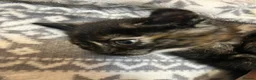 Mixed Breed cats for sale: 4 tiny bundles of chaos and cuddles  - Advert 14