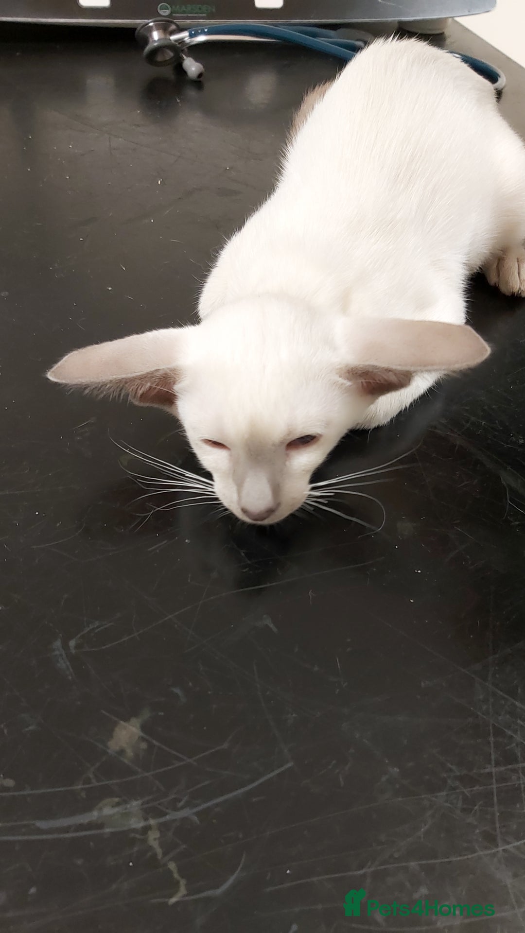 Oriental cats for sale: Full Pedigree Oriental 1 Kitten XL size ears GCCF - Image 1