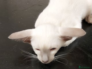 Oriental cats - Advert 6