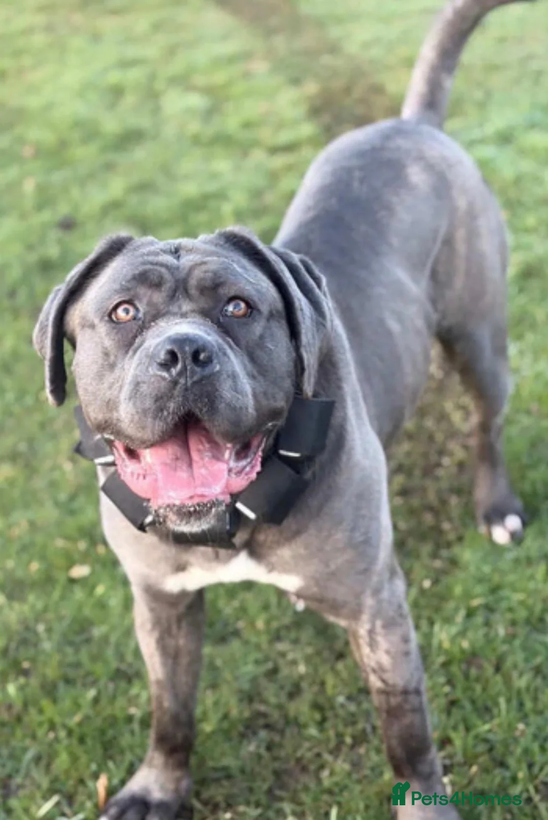 Cane Corso dogs for sale: Female Cane corso in Wakefield - Advert 5