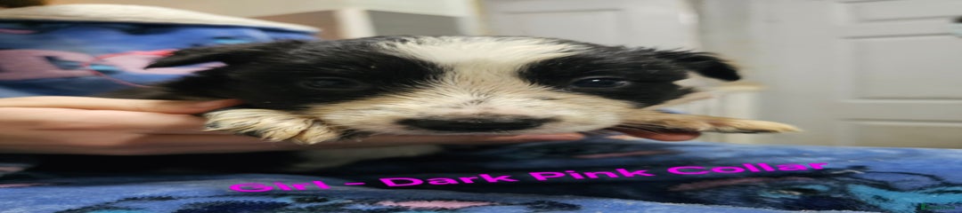 Border Collie Puppy (Hot Pink)