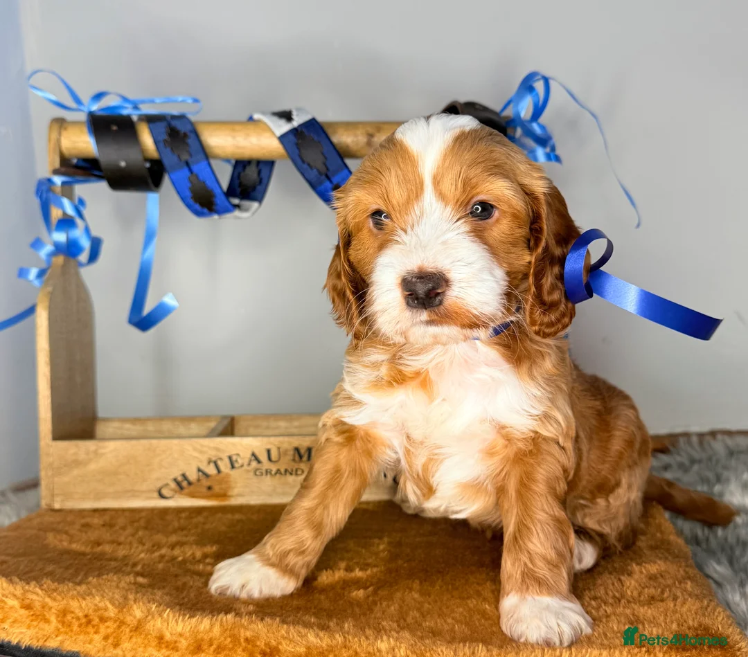 Australian Labradoodle dogs for sale: Australian labradoodle  - Advert 17