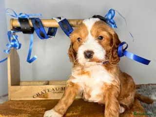 Australian Labradoodle dogs Australian labradoodle - Advert 3