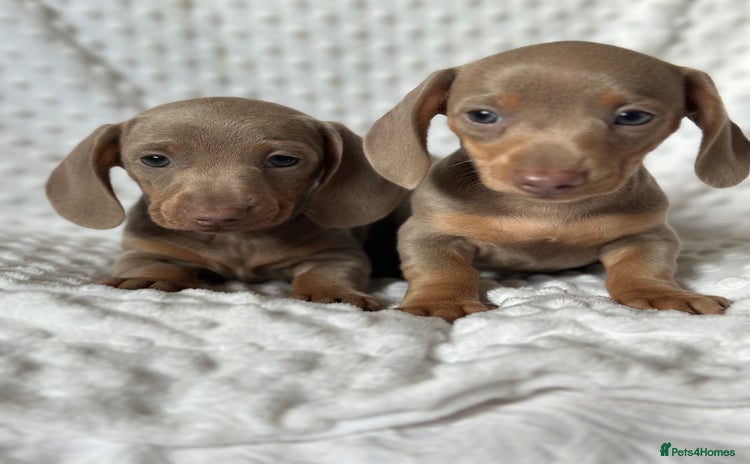Miniature Dachshund dogs - Advert 3