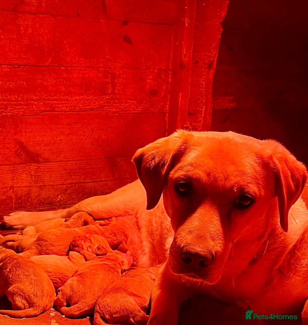 Labradoodle dogs for sale: Red/Apricot Health Tested Miniature Labradoodles - Image 9