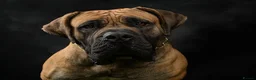 Boerboel dogs for sale: Stunning litter arrived- waitlist open - Advert 17