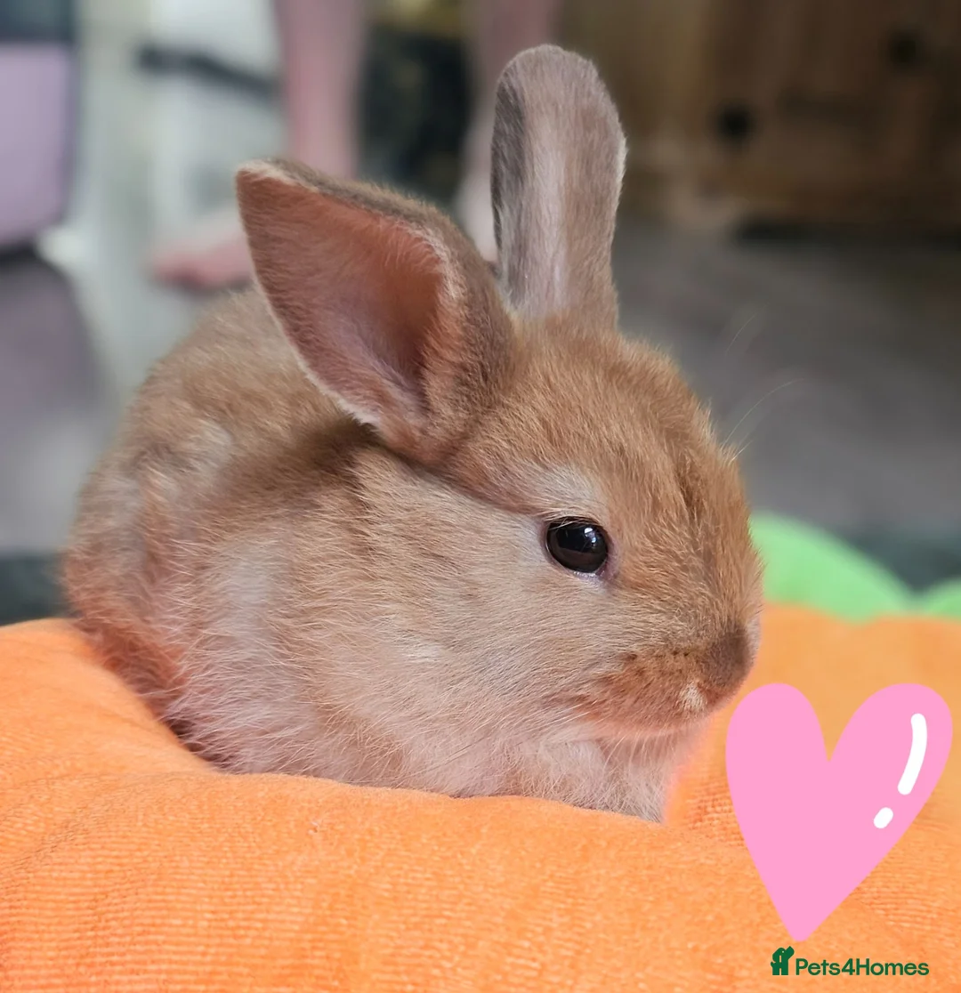 Mixed Breed rabbits for sale: Baby rabbits  in Crawley - Advert 9