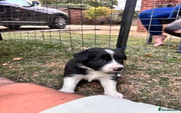 Border Collie dogs for sale: 4 week old Adorable Border Collie Puppies  - Image 6