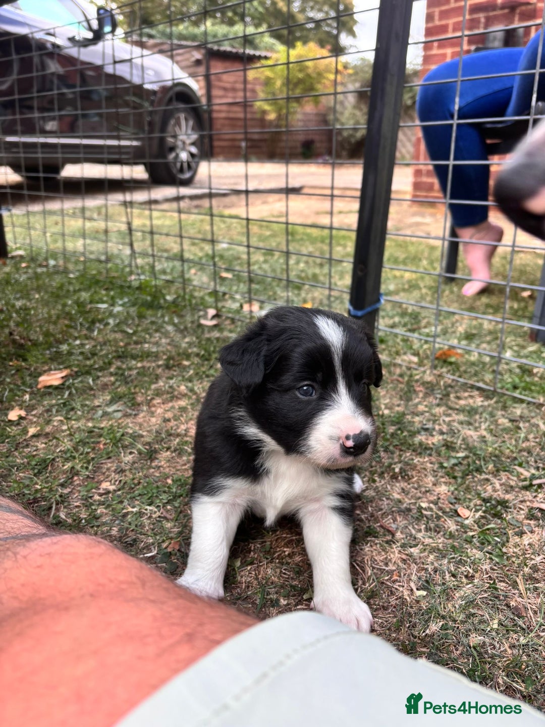 Border Collie dogs for sale: 4 week old Adorable Border Collie Puppies  - Image 6