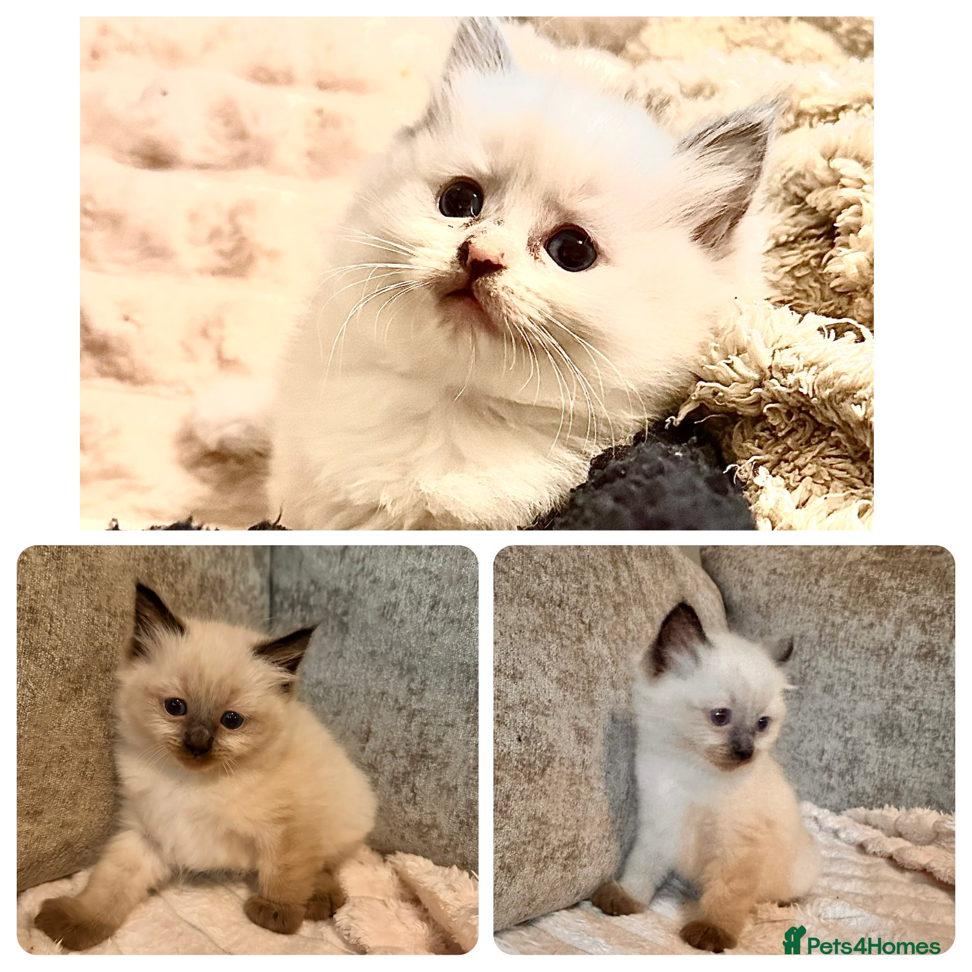 Ragdoll cats Calico Ragdoll Kittens - Advert 17