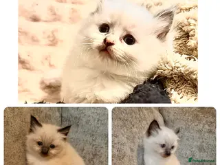 Ragdoll cats Calico Ragdoll Kittens - Advert 17