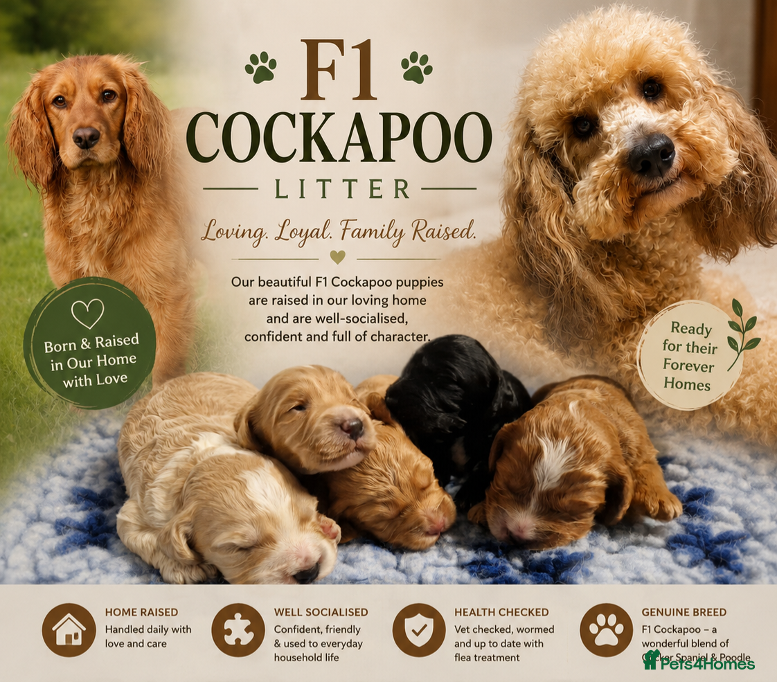 Cockapoo dogs STUNNING RARE COLOUR F1 TOY COCKAPOOS  - Advert 6