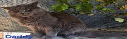 Maine Coon cats for sale: Maine coon kittens - Advert 25