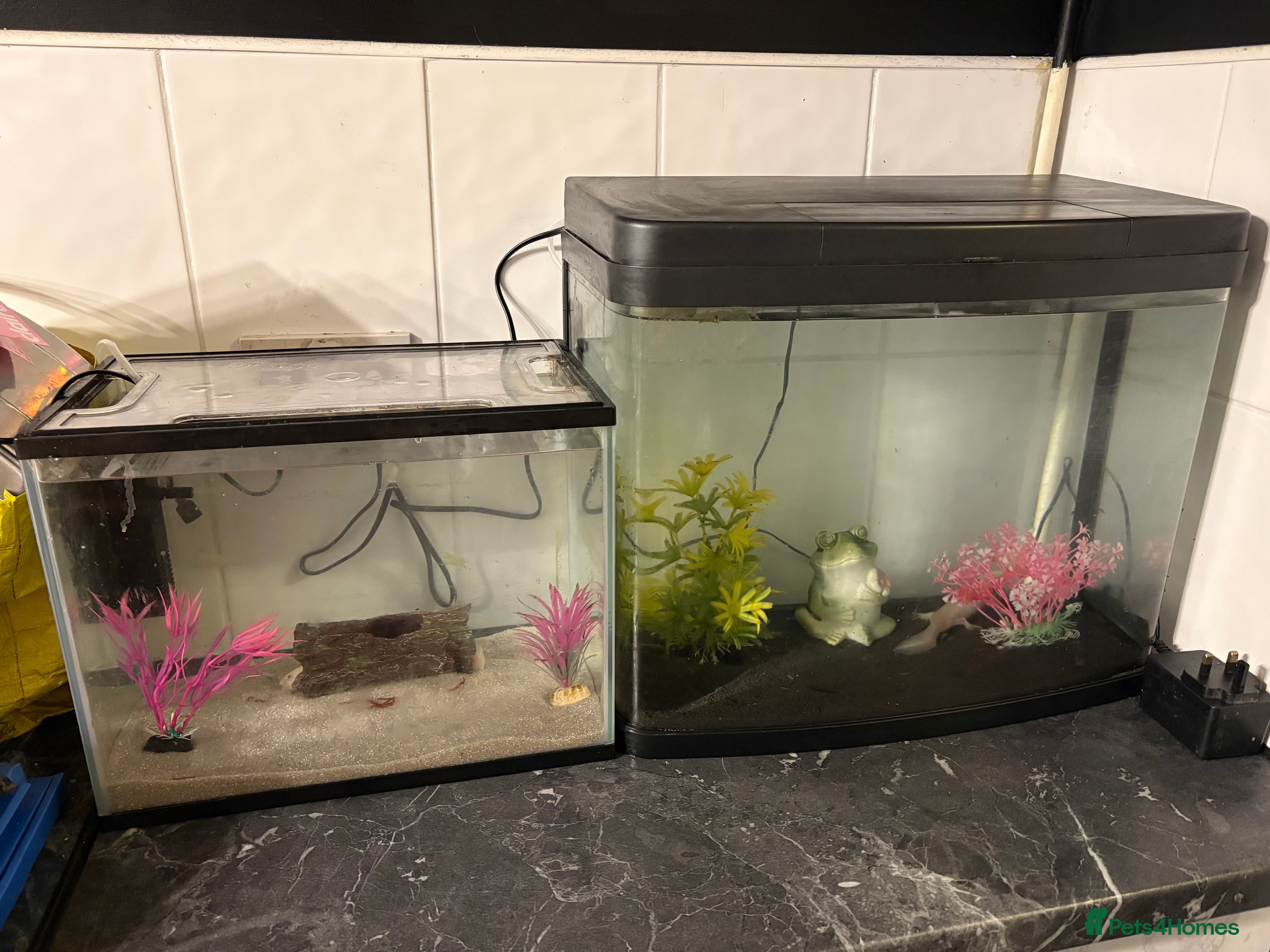 Axolotl reptiles 2 male axolotl - Advert 3