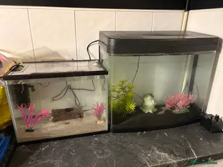 Axolotl reptiles 2 male axolotl - Advert 3