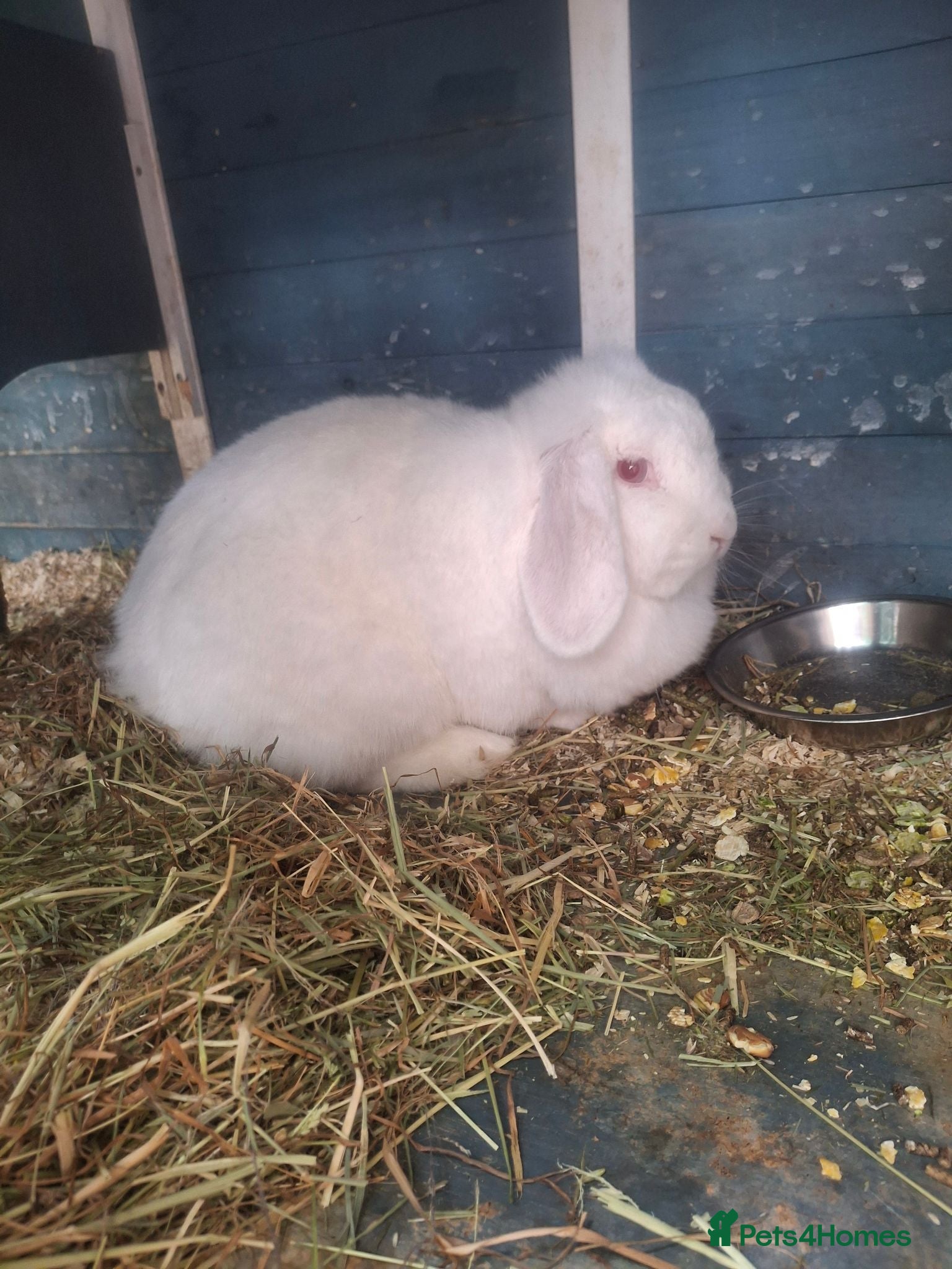French Lop rabbits French lop Doe - Advert 1