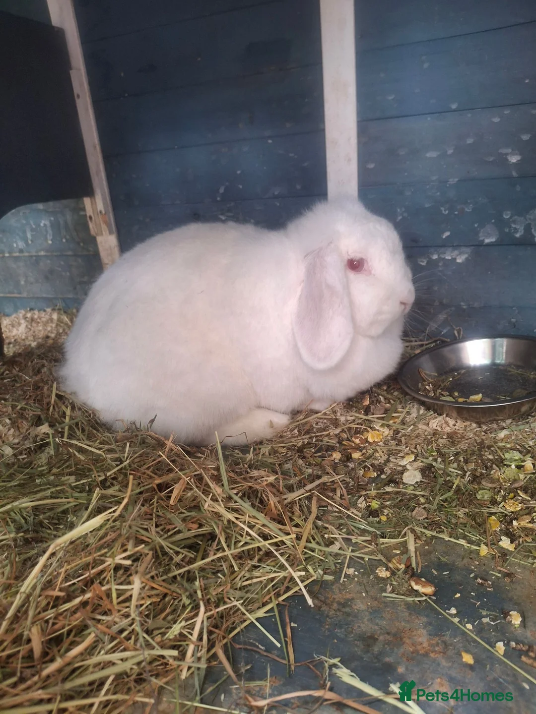 French Lop rabbits for sale: French lop Doe - Advert 1