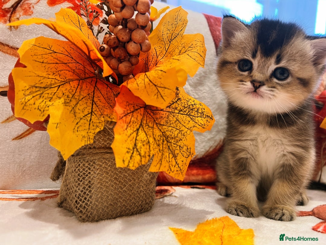 Scottish Fold cats for sale: Purrfect little babies - Image 12