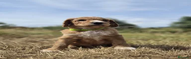 HappyNova Umbreon RESERVED