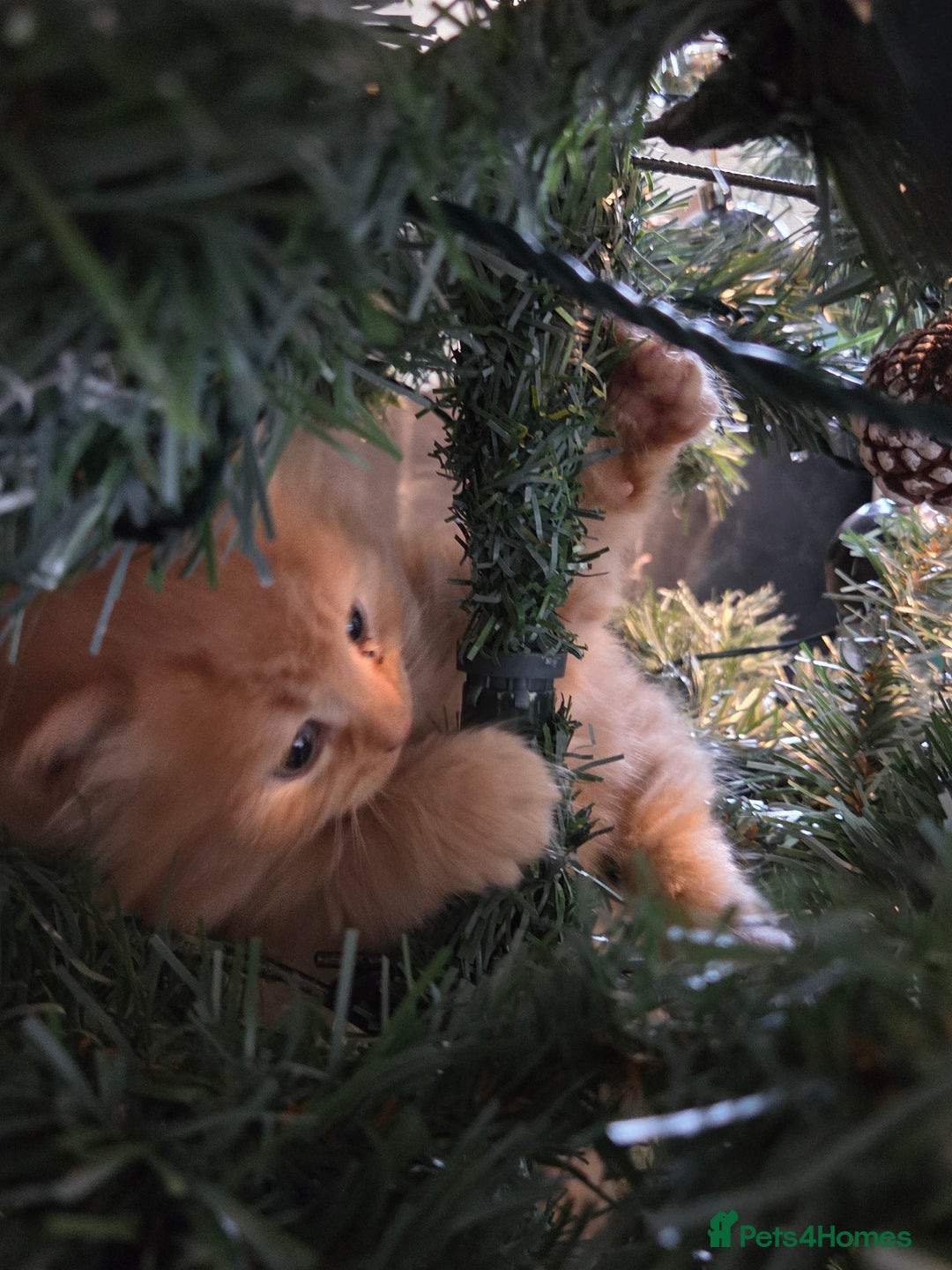 Mixed Breed cats for sale: 3 little kittens looking for forever home - Advert 4