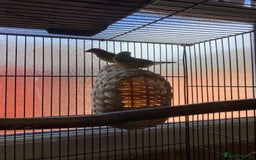 Finches birds for sale: Gouldian and Star Finches for sale  - Image 2