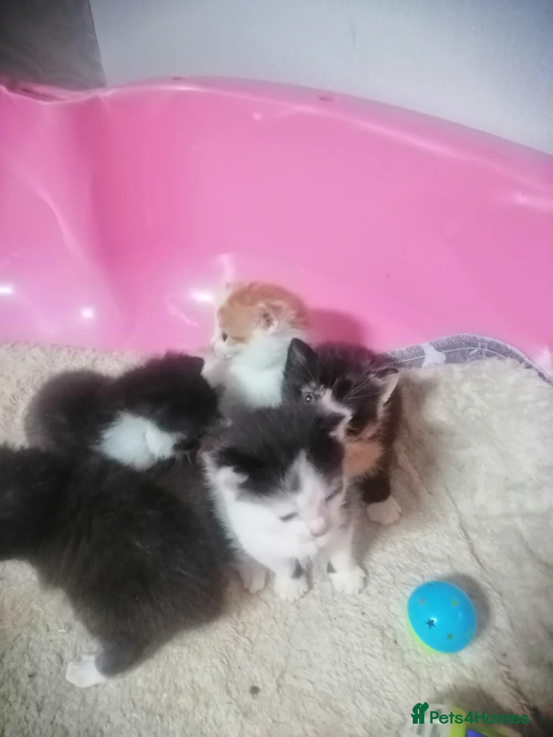 Mixed Breed cats for sale: 5 Beautiful kittens  - Advert 10