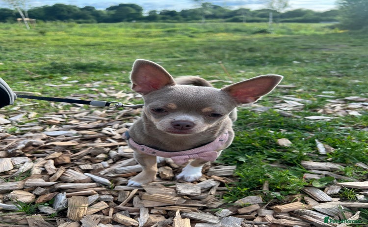 Chihuahua dogs - Advert 2