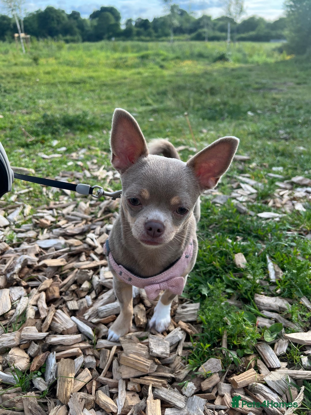 Chihuahua dogs for sale: Rehoming 8 month old chihuahua puppy - Image 1